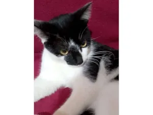 Gato raça SRD-ViraLata idade 1 ano nome Chico 