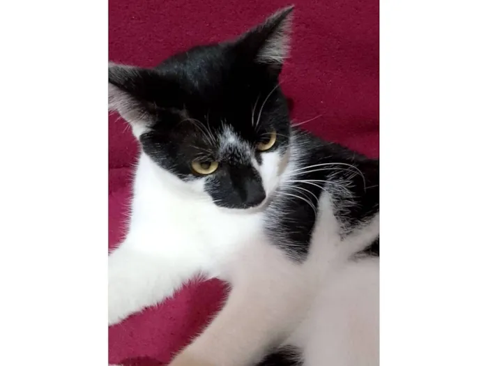 Gato raça SRD-ViraLata idade 1 ano nome Chico 