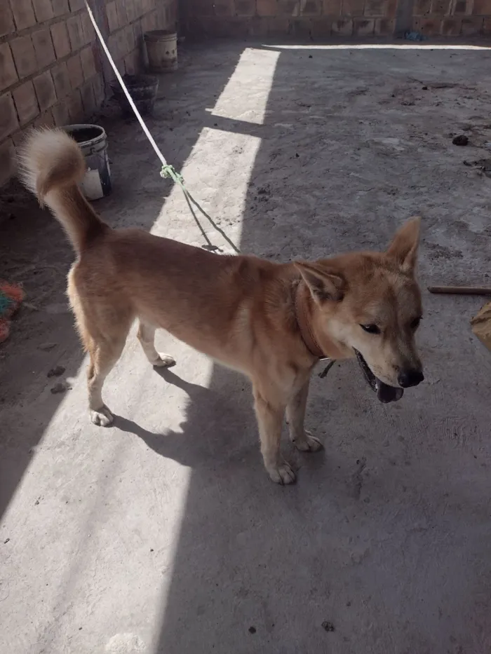 Cachorro raça Labrador idade 2 anos nome kaleu 