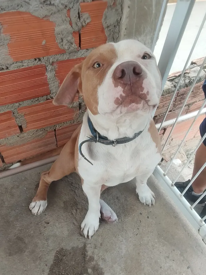 Cachorro raça Pit-Bull idade 1 ano nome Hulk