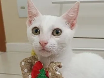 Gato raça SRD-ViraLata idade 2 a 6 meses nome Amy