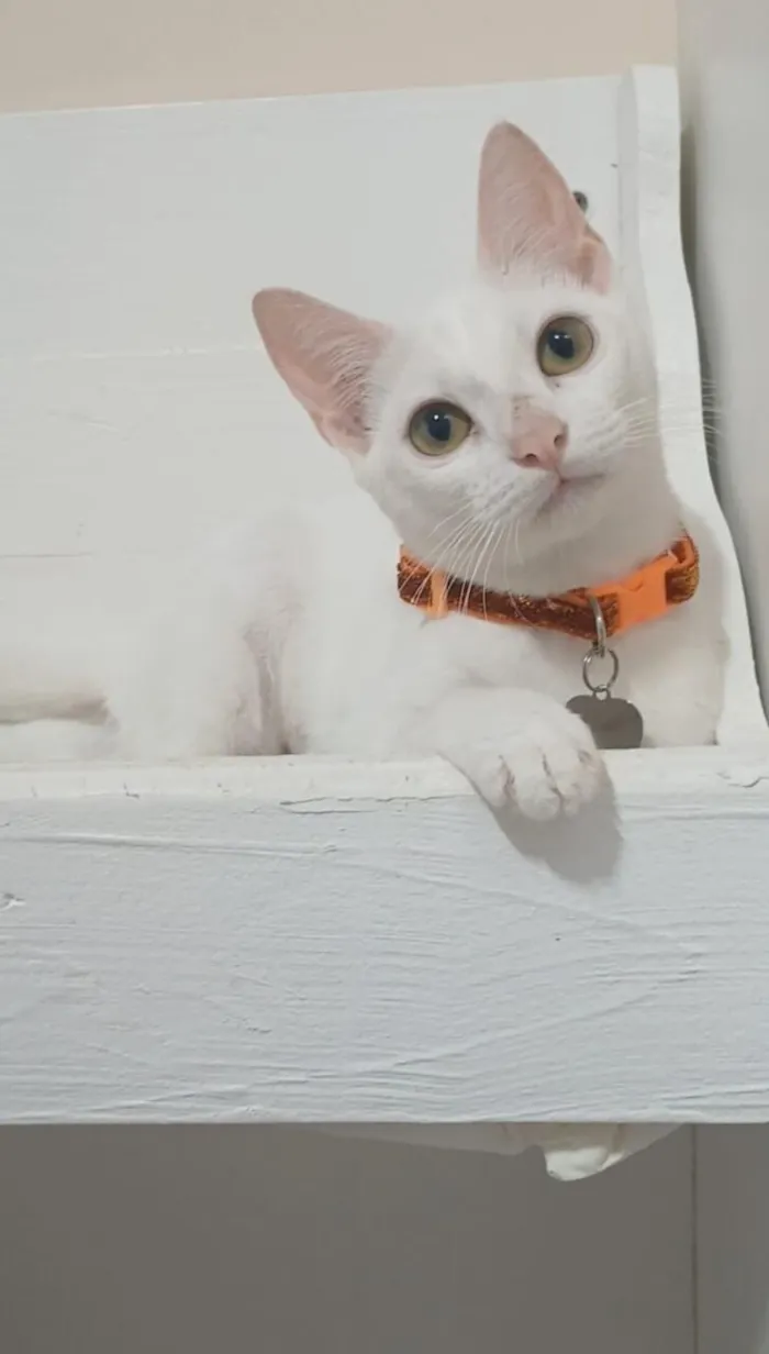 Gato raça SRD-ViraLata idade 2 a 6 meses nome Amy