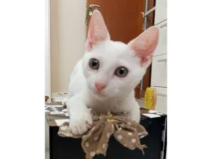 Gato raça SRD-ViraLata idade 2 a 6 meses nome Amy