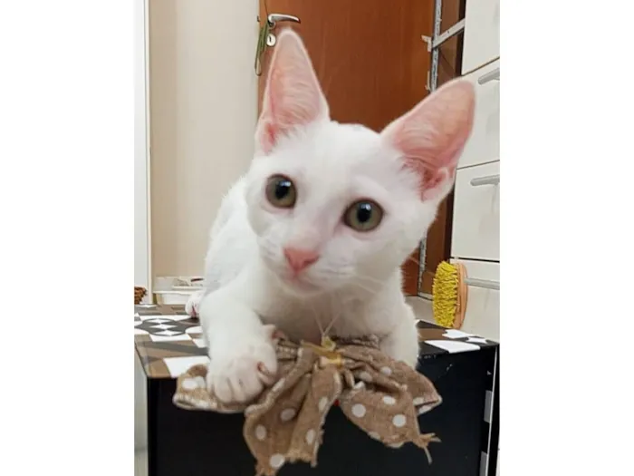 Gato raça SRD-ViraLata idade 2 a 6 meses nome Amy