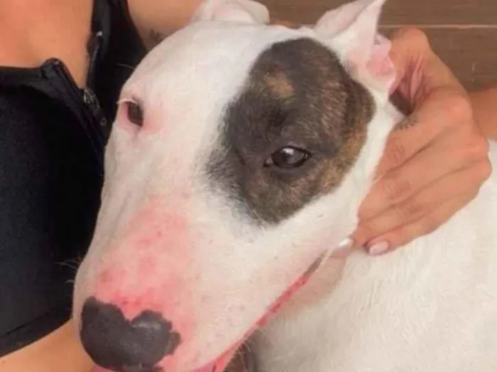 Cachorro raça Pit-Bull idade 3 anos nome luna