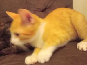 Gato raça SRD-ViraLata idade 2 a 6 meses nome Pierry