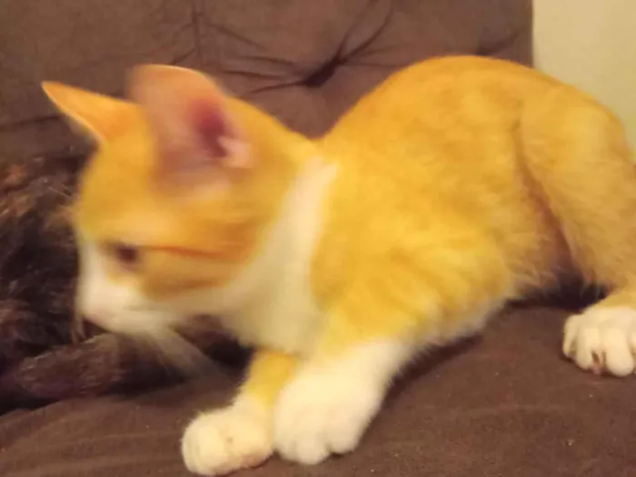 Gato raça SRD-ViraLata idade 2 a 6 meses nome Pierry