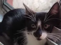 Gato raça SRD-ViraLata idade 2 a 6 meses nome Gata fêmea 