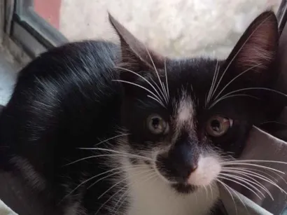 Gato raça SRD-ViraLata idade 2 a 6 meses nome Gata fêmea 