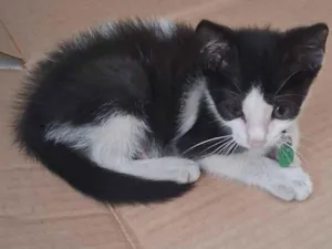 Gato raça SRD-ViraLata idade Abaixo de 2 meses nome Sem nome