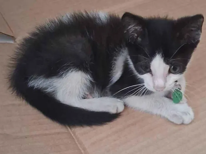 Gato raça SRD-ViraLata idade Abaixo de 2 meses nome Sem nome