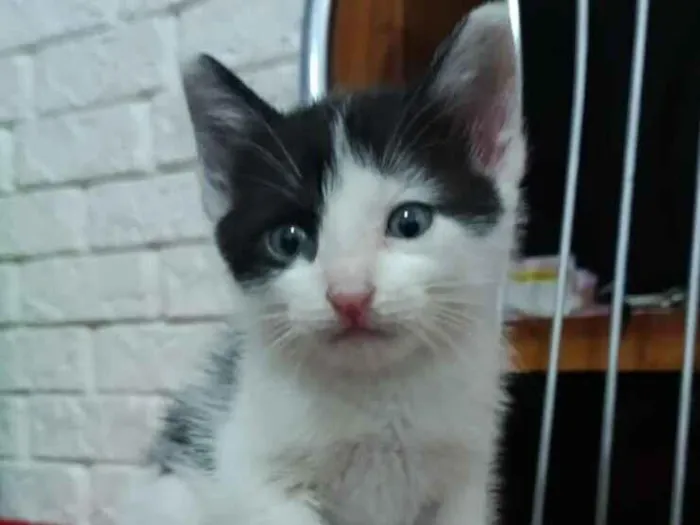 Gato raça SRD-ViraLata idade Abaixo de 2 meses nome panda