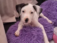 Cachorro raça SRD-ViraLata idade 2 a 6 meses nome Kiko