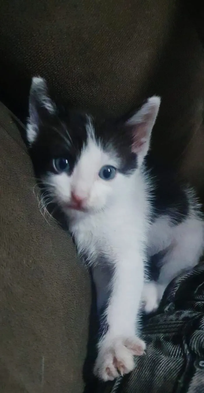 Gato raça SRD-ViraLata idade Abaixo de 2 meses nome Panda