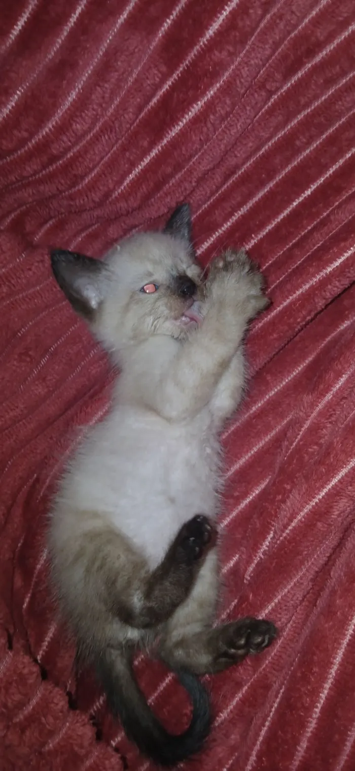 Gato raça Siamês idade Abaixo de 2 meses nome Yuki