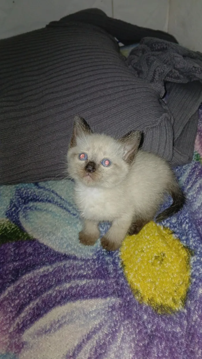 Gato raça Siamês idade Abaixo de 2 meses nome Yuki