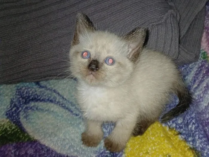 Gato raça Siamês idade Abaixo de 2 meses nome Yuki