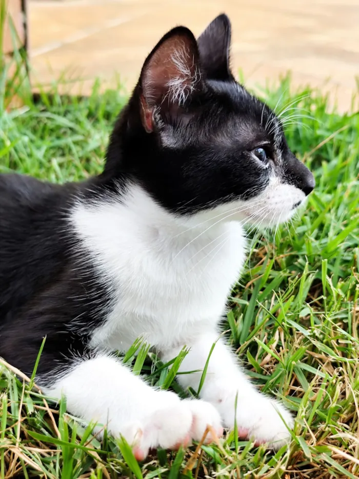 Gato raça SRD-ViraLata idade 2 a 6 meses nome Vitória