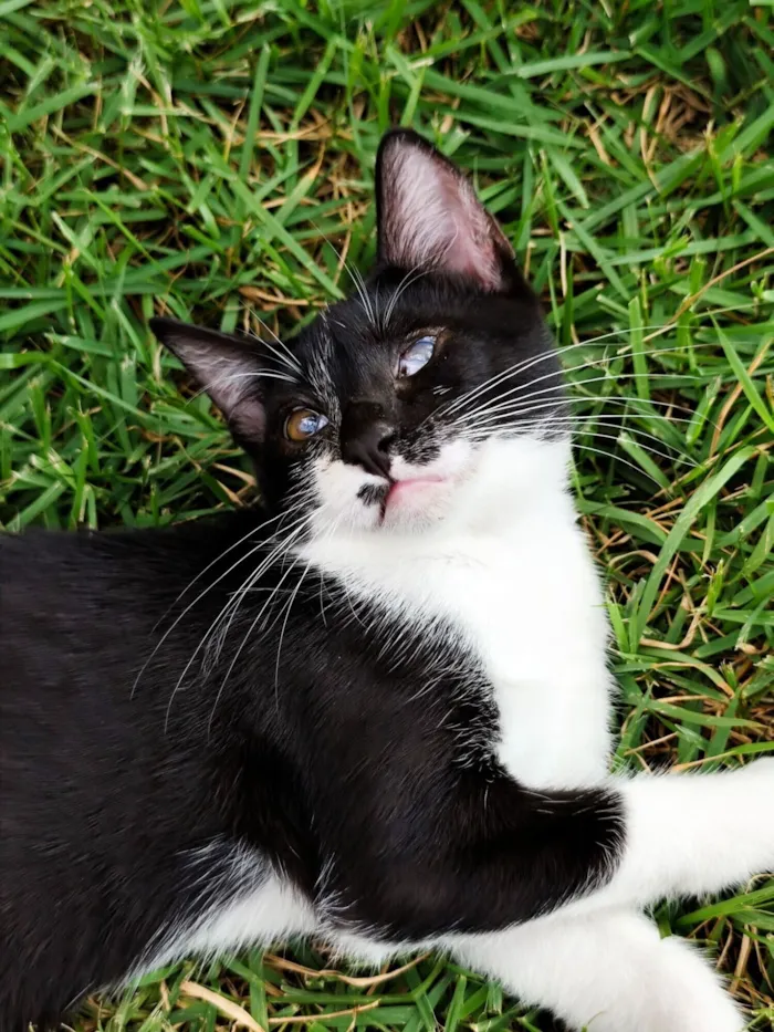 Gato raça SRD-ViraLata idade 2 a 6 meses nome Vitória