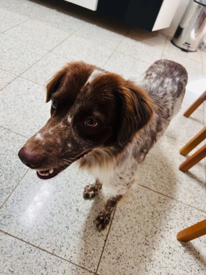 Cachorro raça Yorkshire idade 1 ano nome Bob