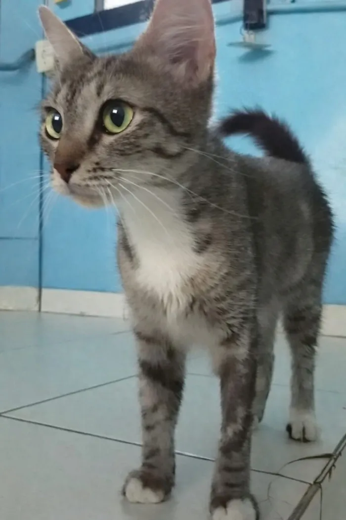 Gato raça SRD-ViraLata idade 7 a 11 meses nome Miranda