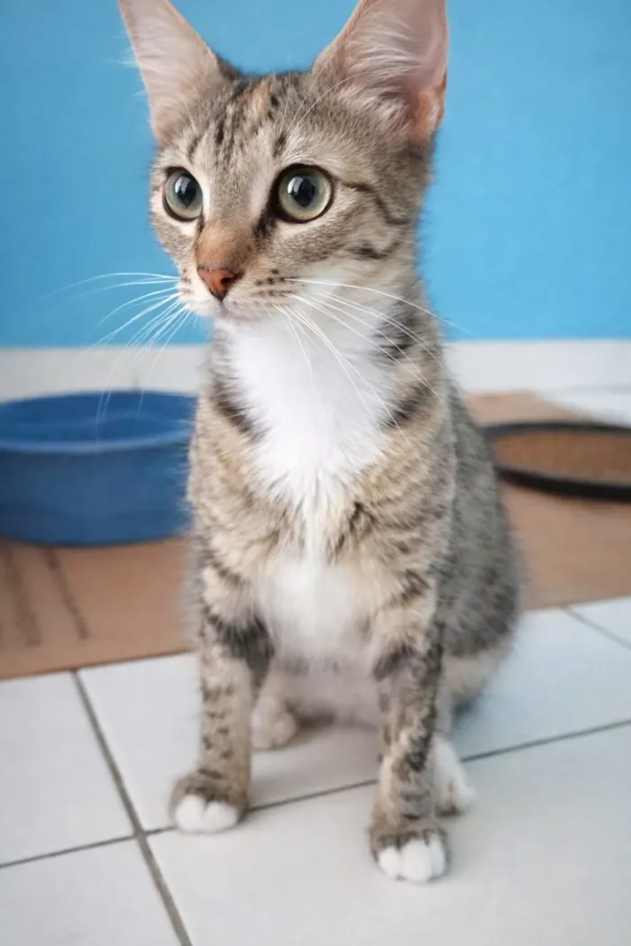 Gato raça SRD-ViraLata idade 7 a 11 meses nome Miranda