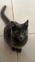 Gato raça SRD-ViraLata idade 1 ano nome Adote o Rup