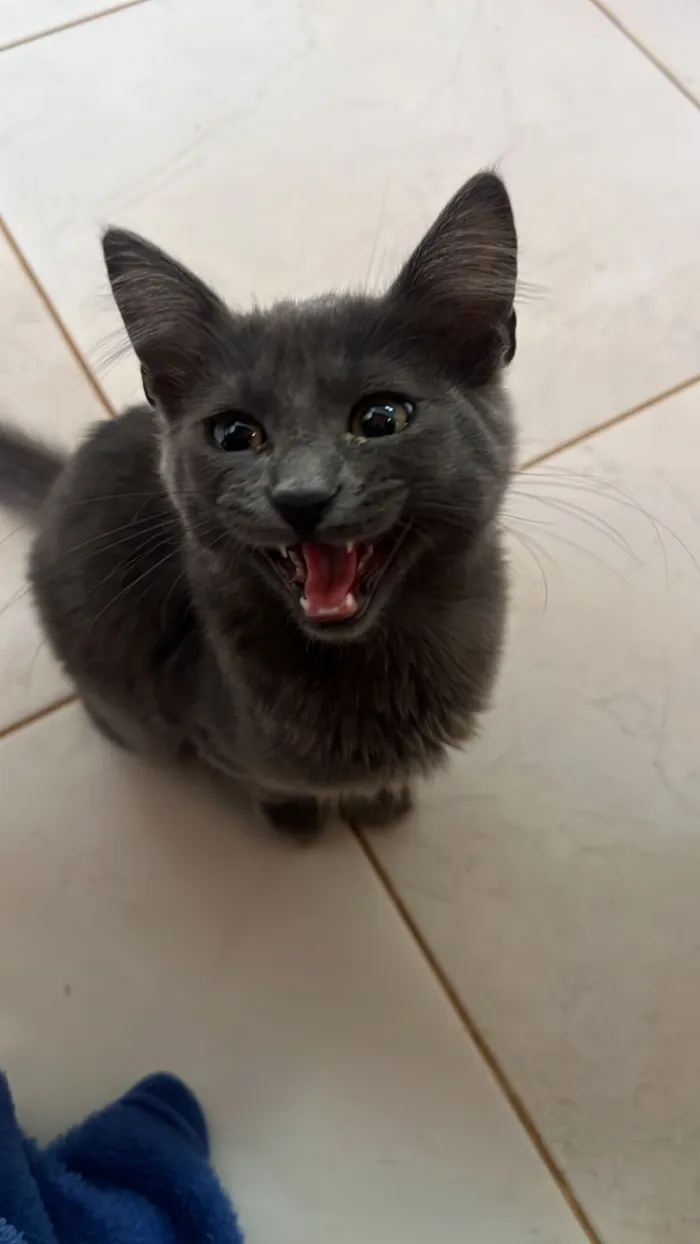 Gato raça SRD-ViraLata idade 1 ano nome Adote o Rup