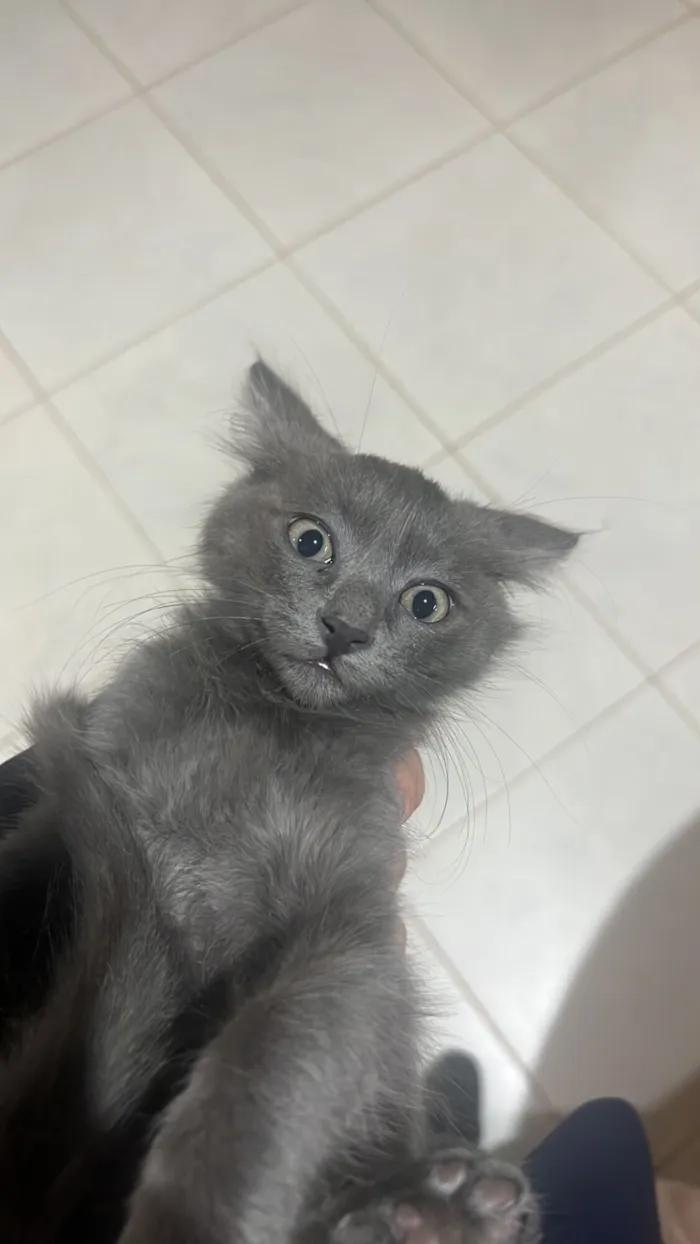 Gato raça SRD-ViraLata idade 1 ano nome Adote o Rup