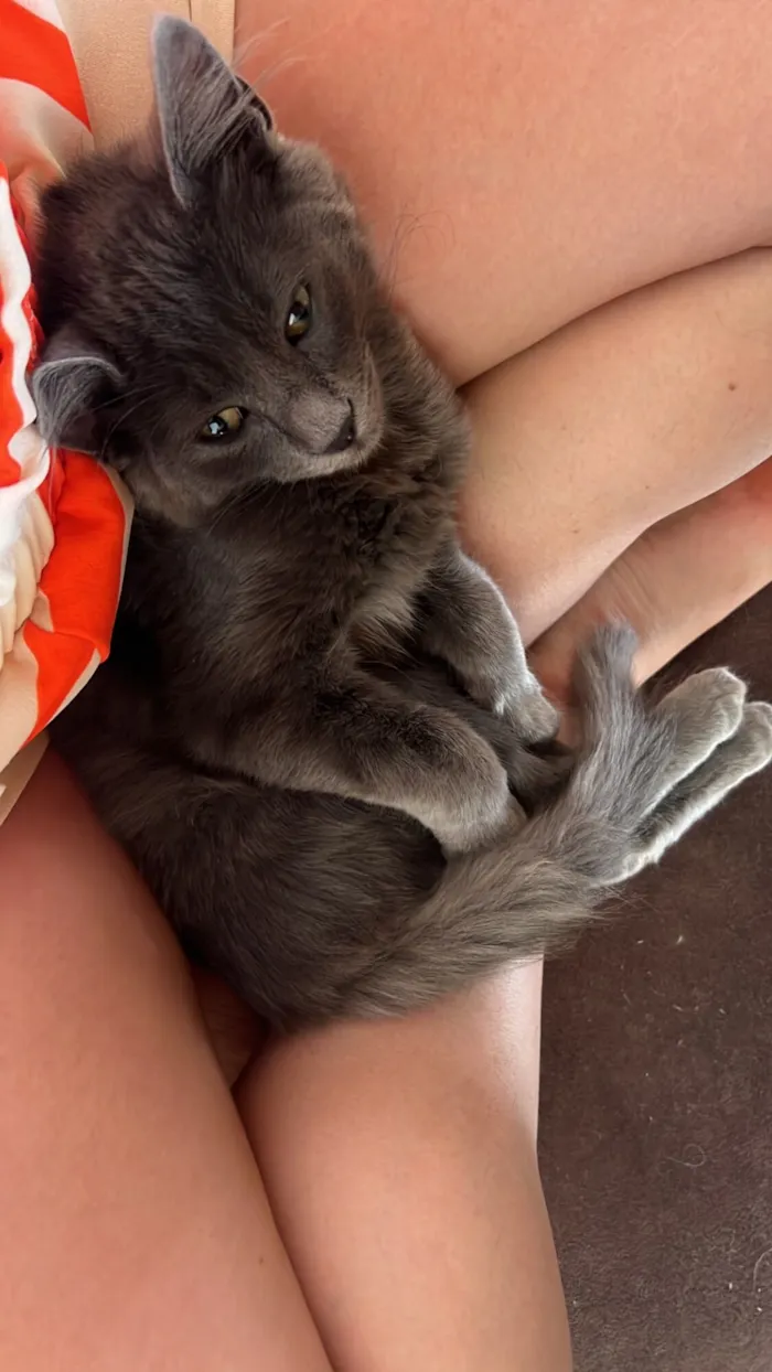 Gato raça SRD-ViraLata idade 1 ano nome Adote o Rup