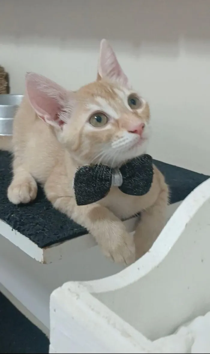 Gato raça SRD-ViraLata idade 2 a 6 meses nome Ringo 