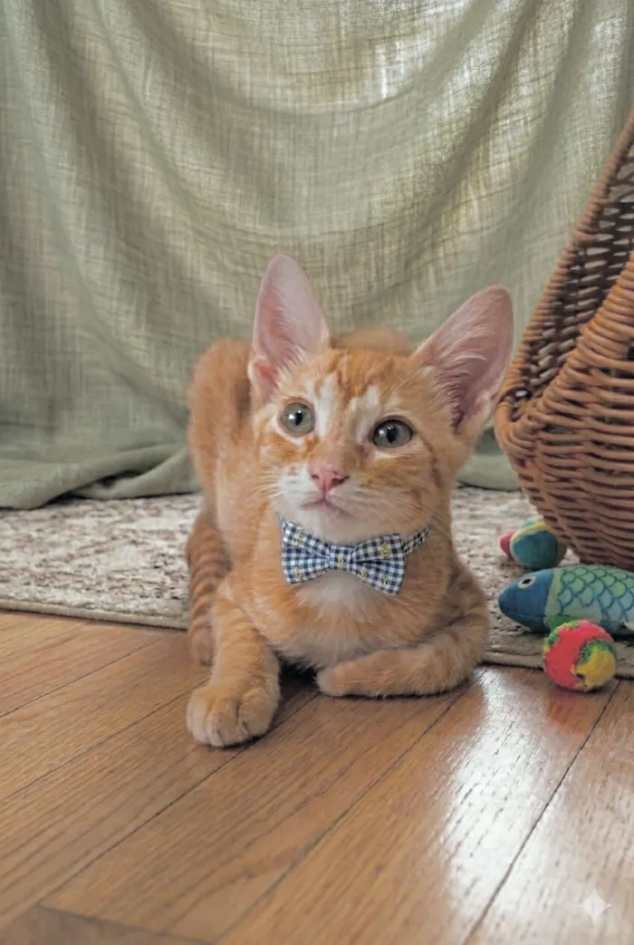 Gato raça SRD-ViraLata idade 2 a 6 meses nome Ringo 