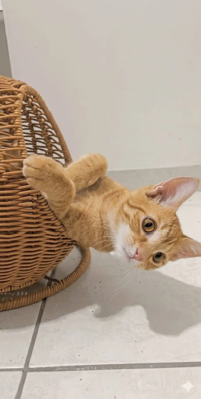 Gato raça SRD-ViraLata idade 2 a 6 meses nome Ringo 