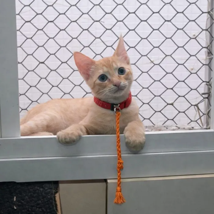 Gato raça SRD-ViraLata idade 2 a 6 meses nome Ringo 