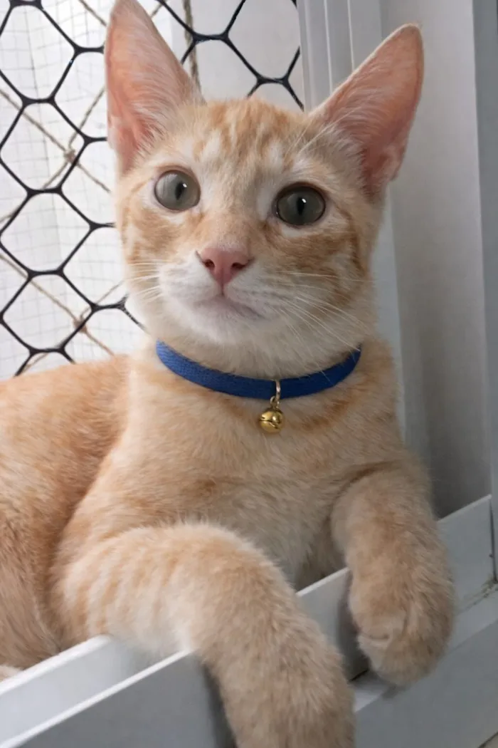 Gato raça SRD-ViraLata idade 2 a 6 meses nome Ringo 