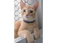 Gato raça SRD-ViraLata idade 2 a 6 meses nome Ringo 