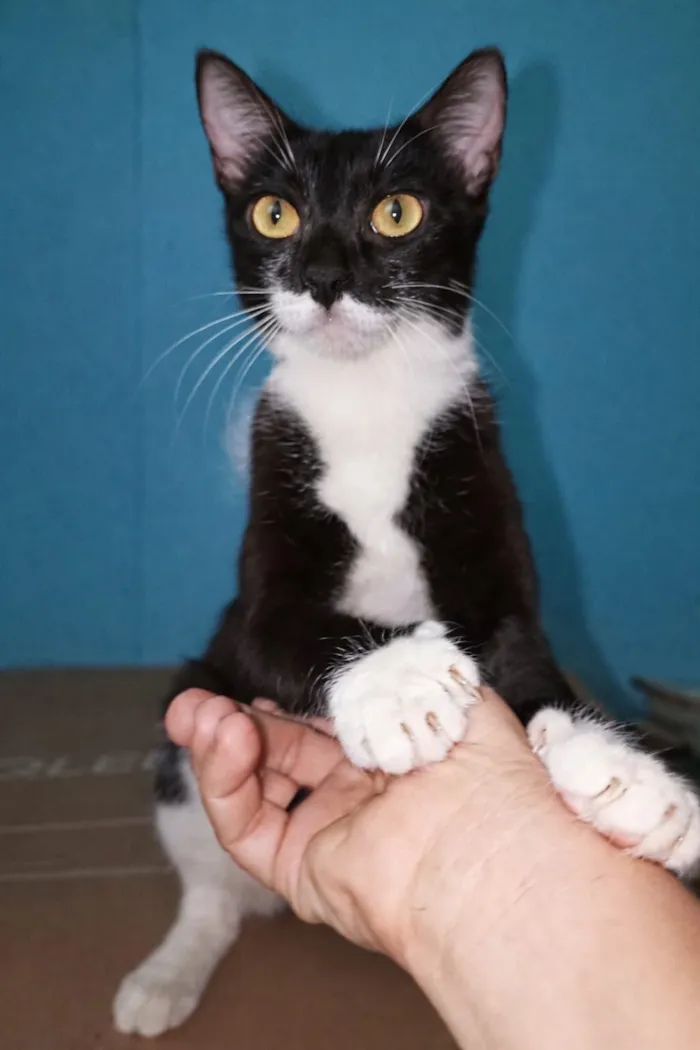 Gato raça SRD-ViraLata idade 1 ano nome Lola 