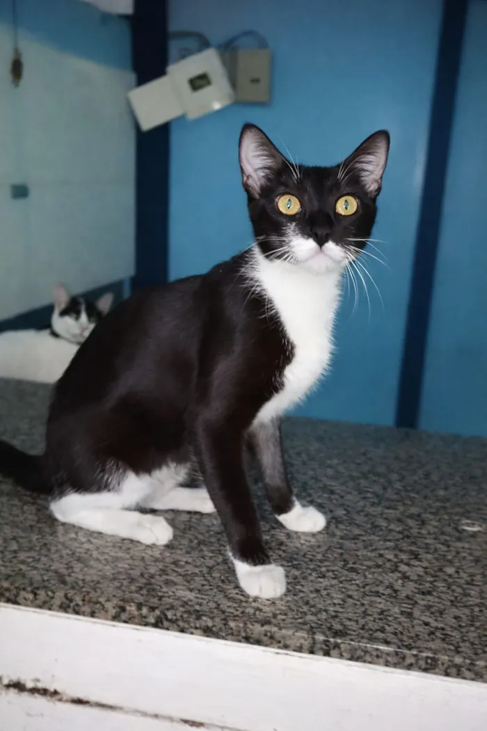 Gato raça SRD-ViraLata idade 1 ano nome Lola 