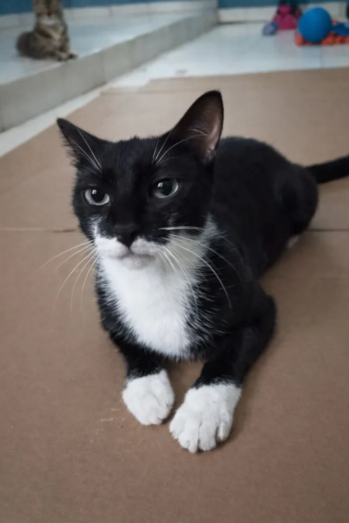 Gato raça SRD-ViraLata idade 1 ano nome Lola 