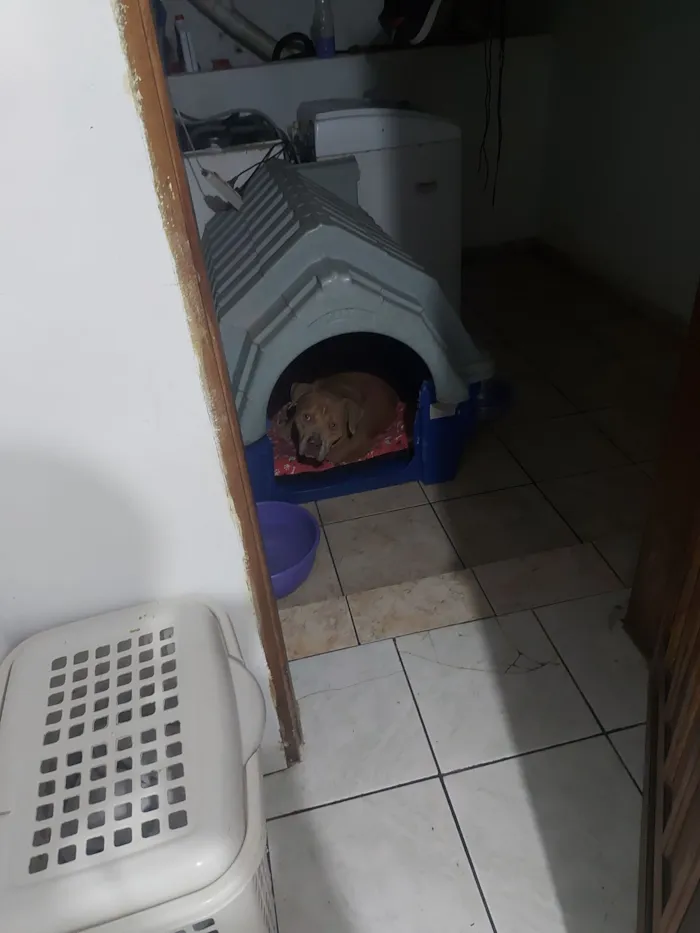 Cachorro raça Pit-Bull idade 4 anos nome Hidan