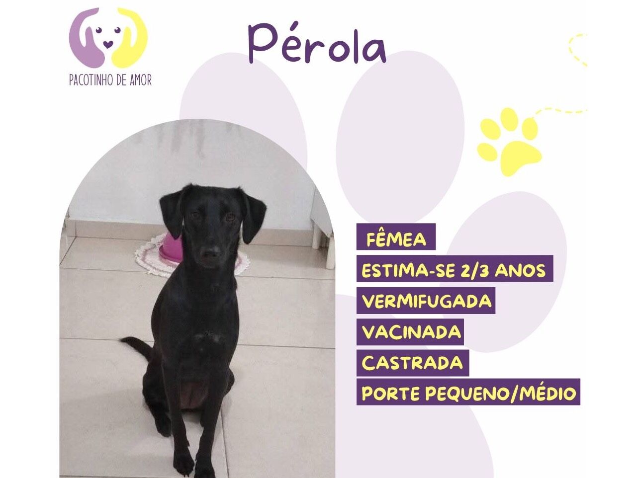 Cachorro raça SRD-ViraLata idade 2 anos nome Pérola 