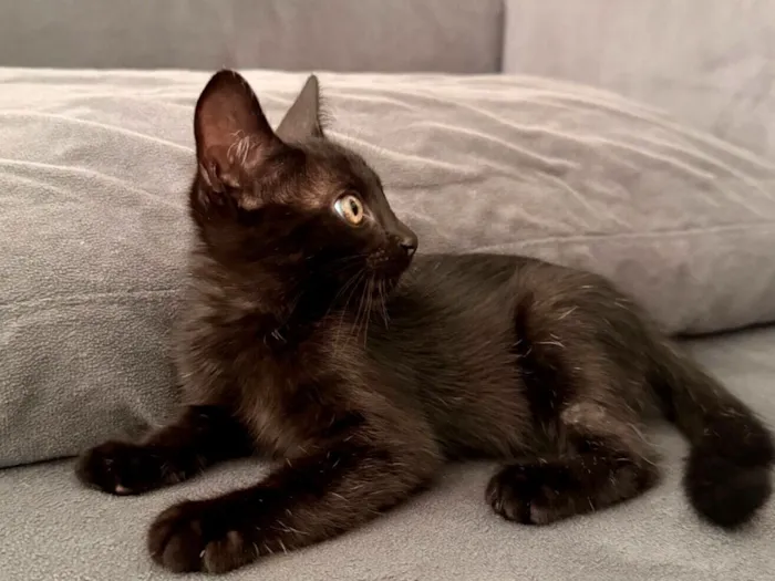 Gato raça SRD-ViraLata idade 2 a 6 meses nome Meia Noite