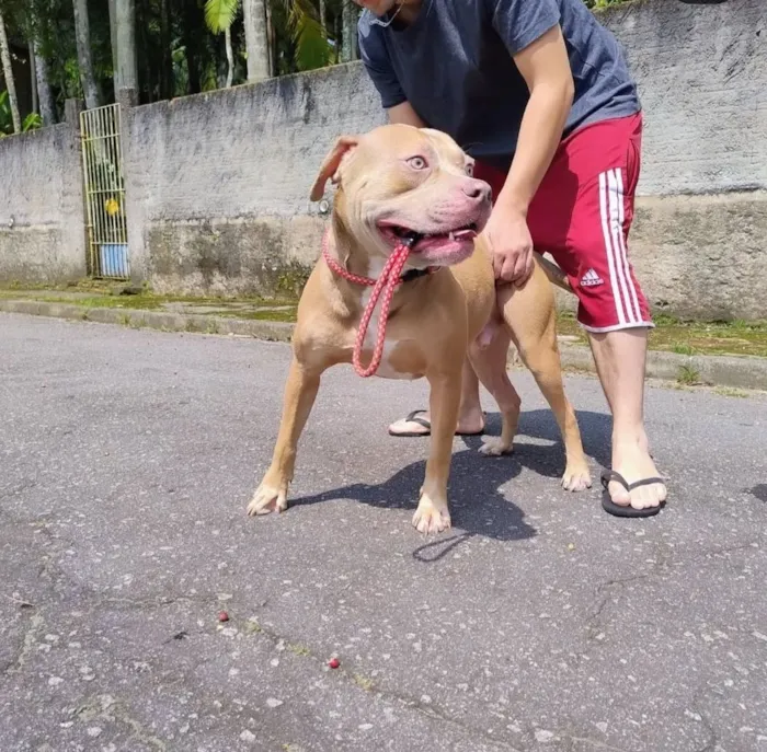 Cachorro raça Pit-Bull idade 4 anos nome Hidan