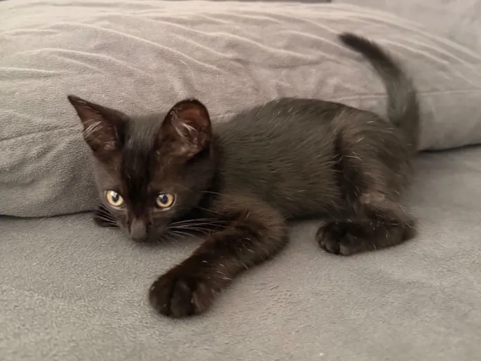 Gato raça SRD-ViraLata idade 2 a 6 meses nome Meia Noite