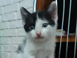 Gato raça SRD-ViraLata idade Abaixo de 2 meses nome Panda