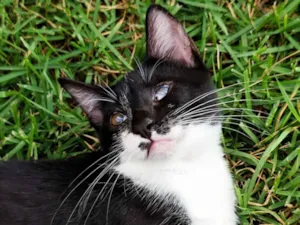 Gato raça SRD-ViraLata idade 2 a 6 meses nome Vitória