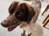 Cachorro raça Yorkshire idade 1 ano nome Bob