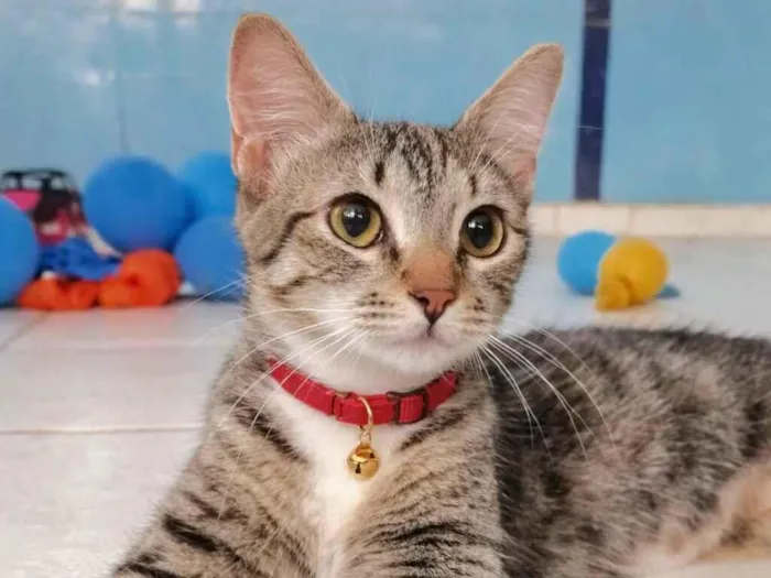 Gato raça SRD-ViraLata idade 7 a 11 meses nome Miranda