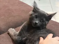 Gato raça SRD-ViraLata idade 1 ano nome Adote o Rup