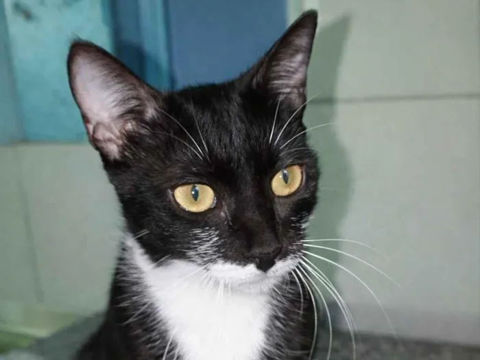 Gato raça SRD-ViraLata idade 1 ano nome Lola 